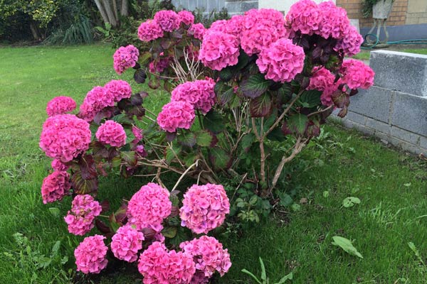 Hydrangeas: How To Make Them Bloom In The Most Beautiful Colors