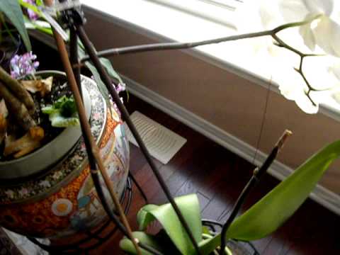 Flowering Shoot Broken Off Orchid: How To Save It