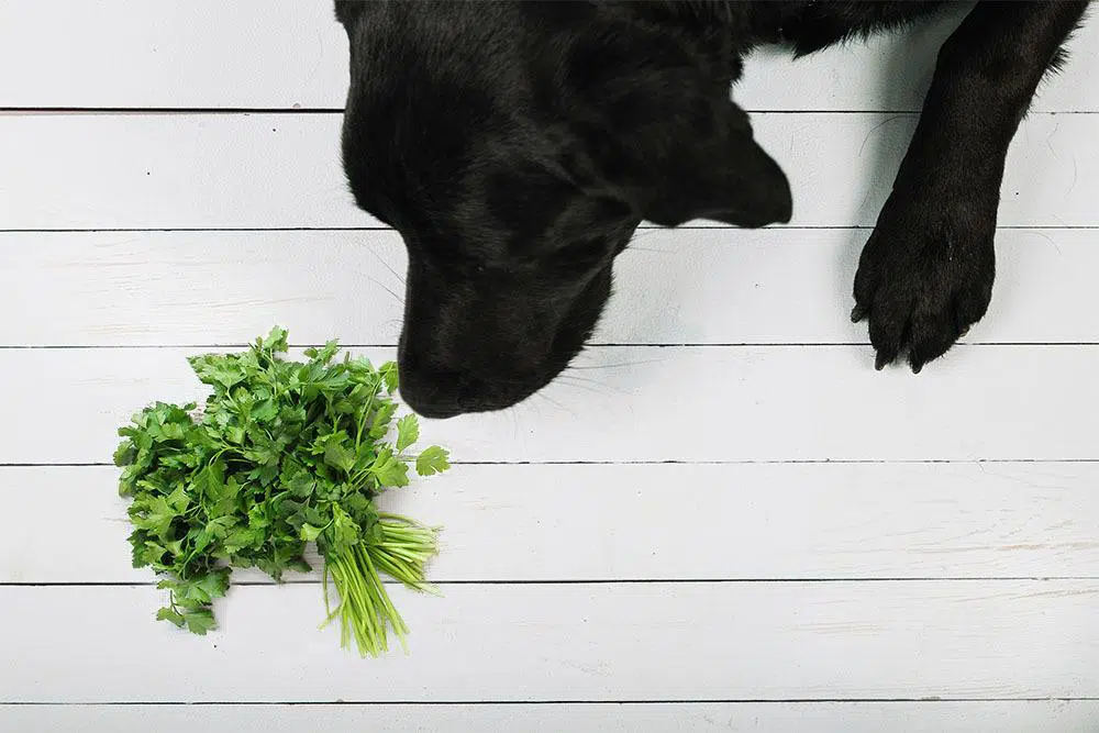 Is Parsley Poisonous For Dogs And Cats?