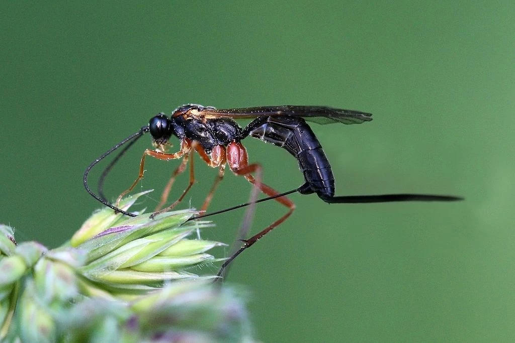 Beneficial Insects - Animal Helpers In The Garden