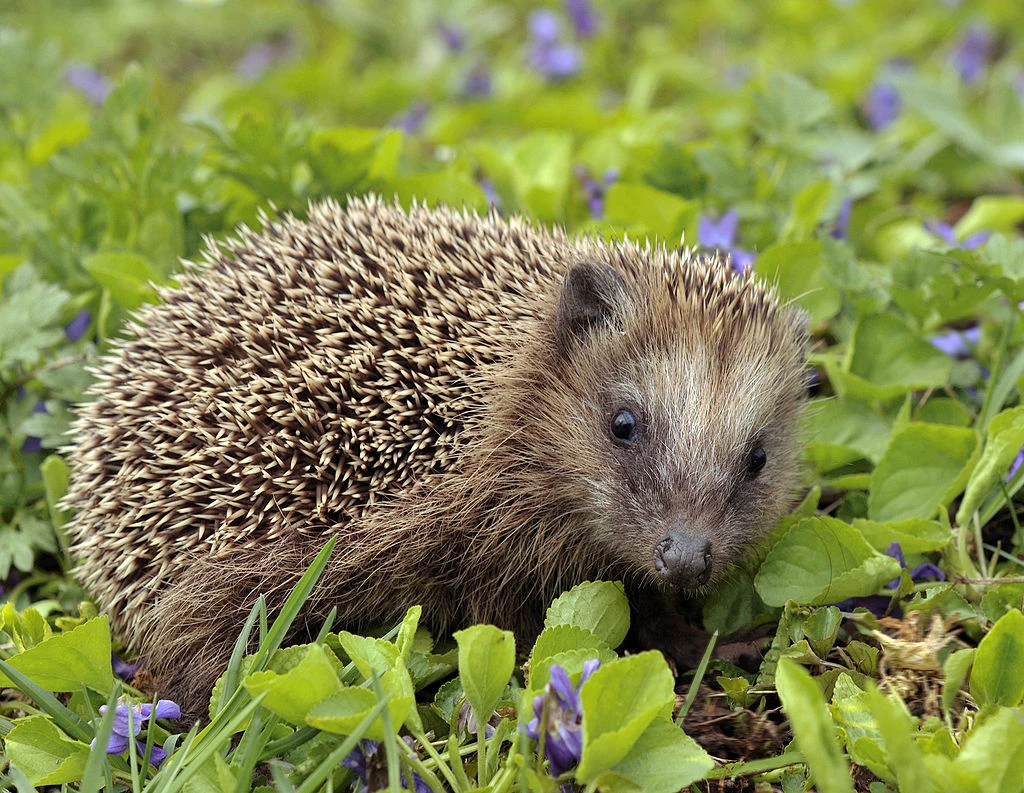 Beneficial Insects - Animal Helpers In The Garden