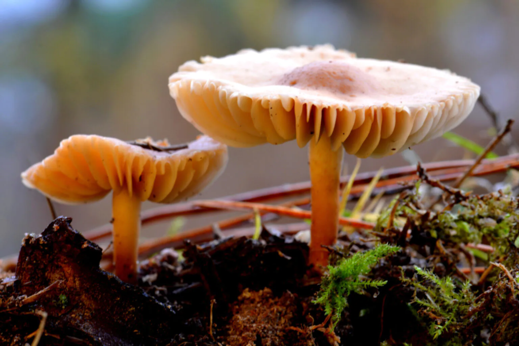 Recognize And Effectively Combat Fungal Species In The Garden