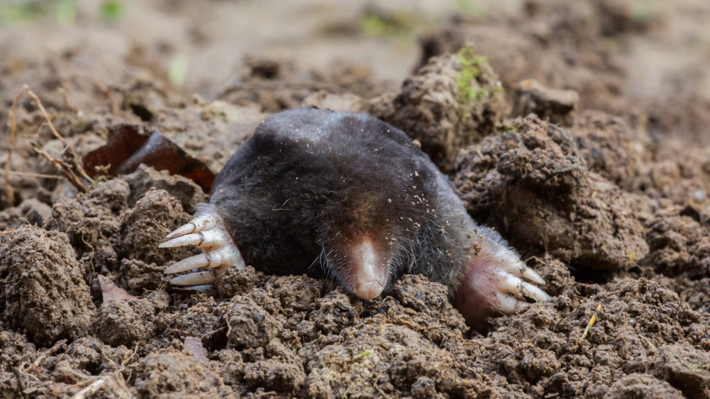 Why Are Moles Good For The Garden?