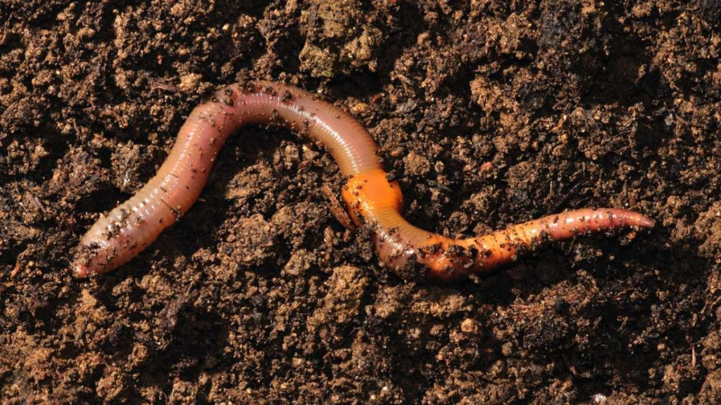 Worm Composting: How To Get Started Today