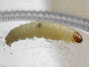 Moth Maggots In The Kitchen On The Ceiling: How To Get Rid Of Them?