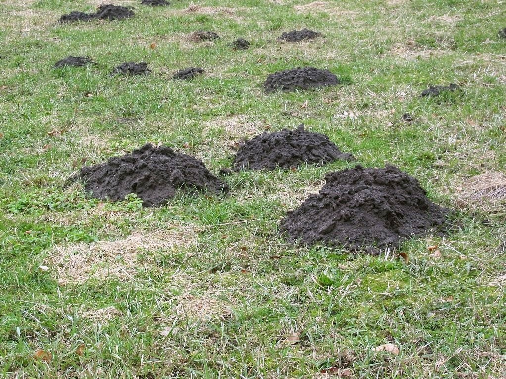 Why Are Moles Good For The Garden?