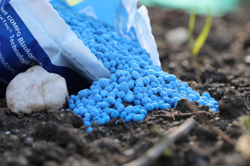 Is Blue Grain Toxic? Risks For Children, Dogs And Cats