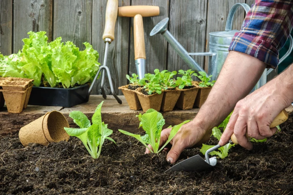 No-dig Method: How To Create Beds Without Digging Up