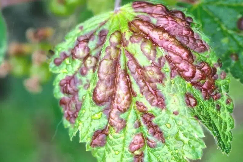 Red And Yellow Leaves On Currants: What To Do?