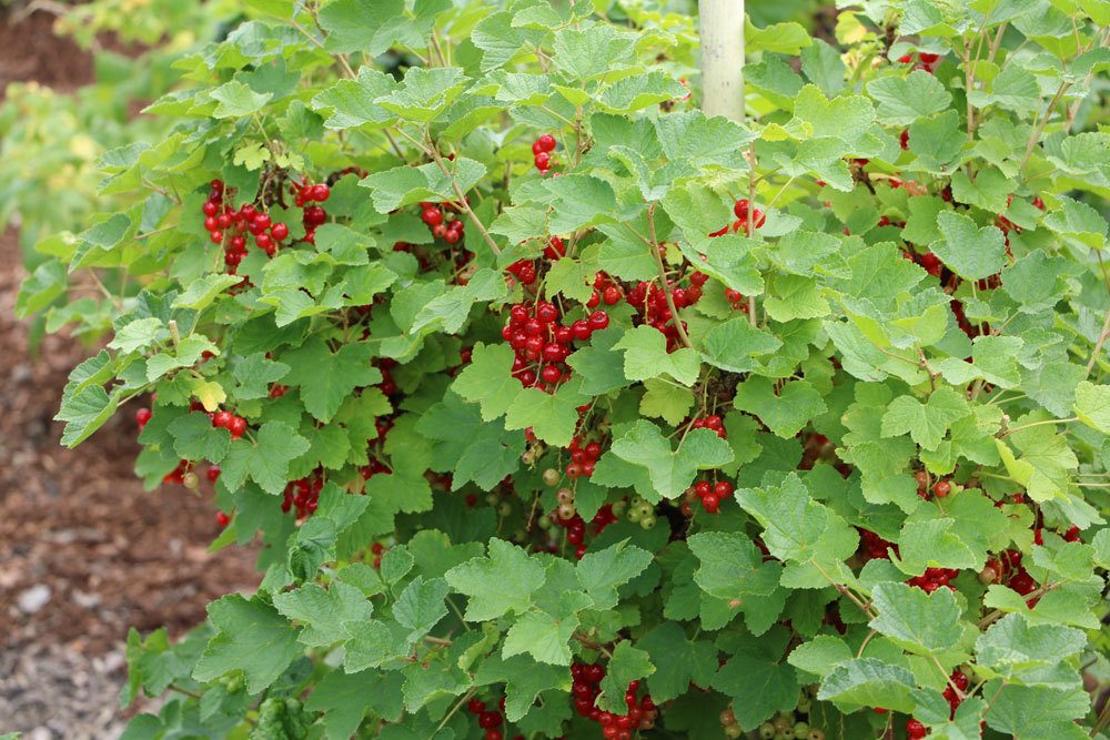 Cutting Currants In 10 Steps