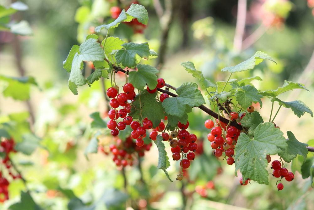 Cutting Currants In 10 Steps