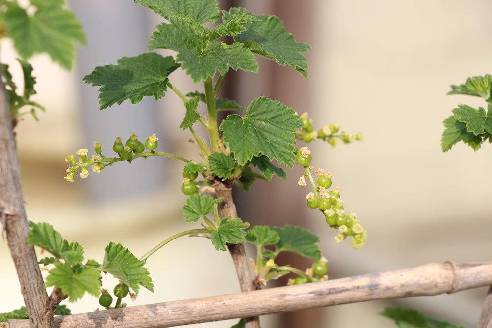 Cutting Currants In 10 Steps