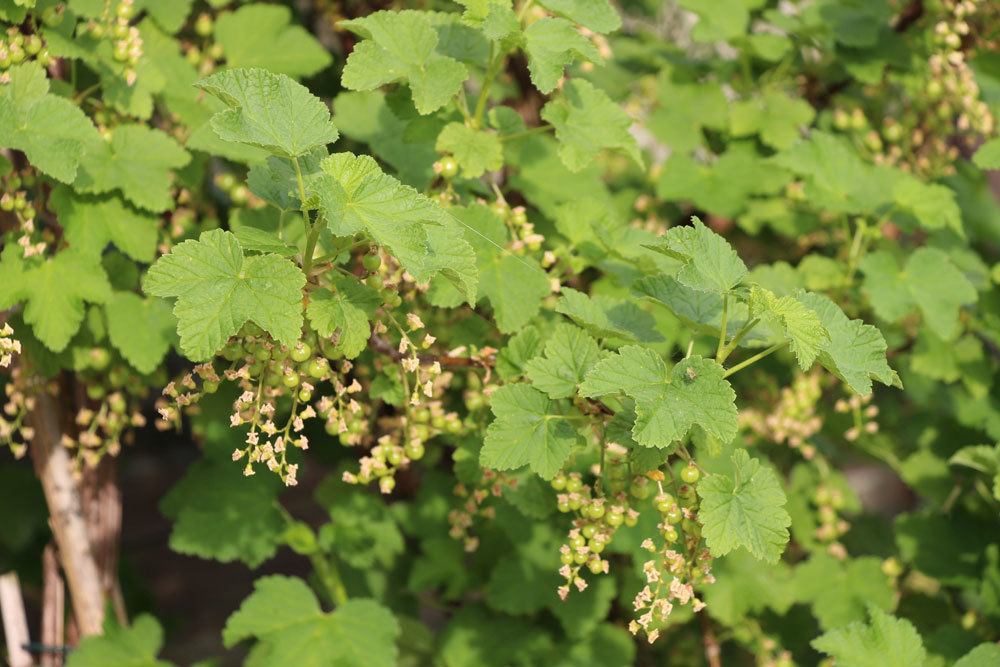 Cutting Currants In 10 Steps