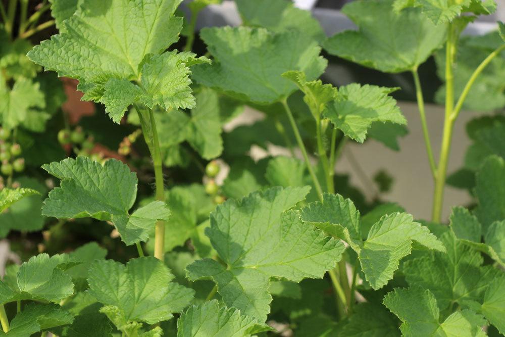 Cutting Currants In 10 Steps