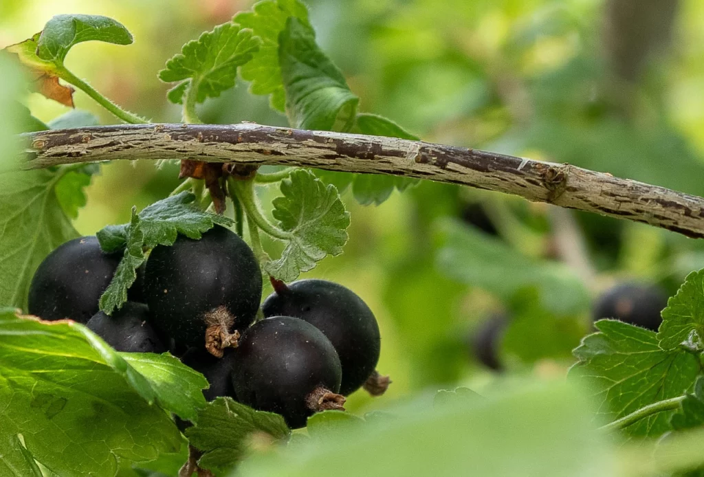 How To Plant & Prune Gooseberries