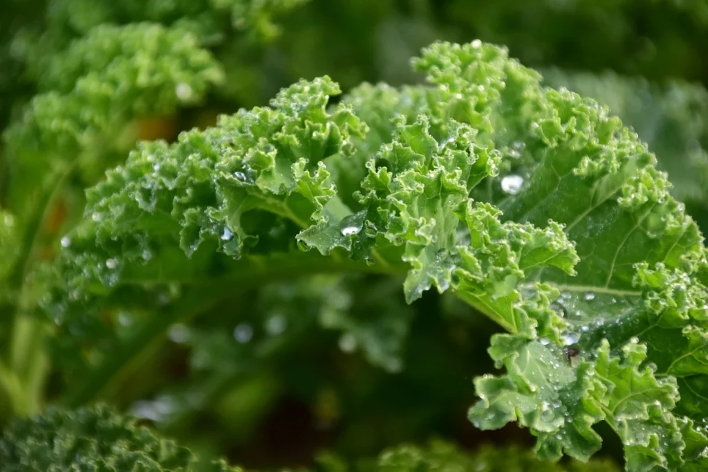 How To Sow, Plant & Harvest Kale