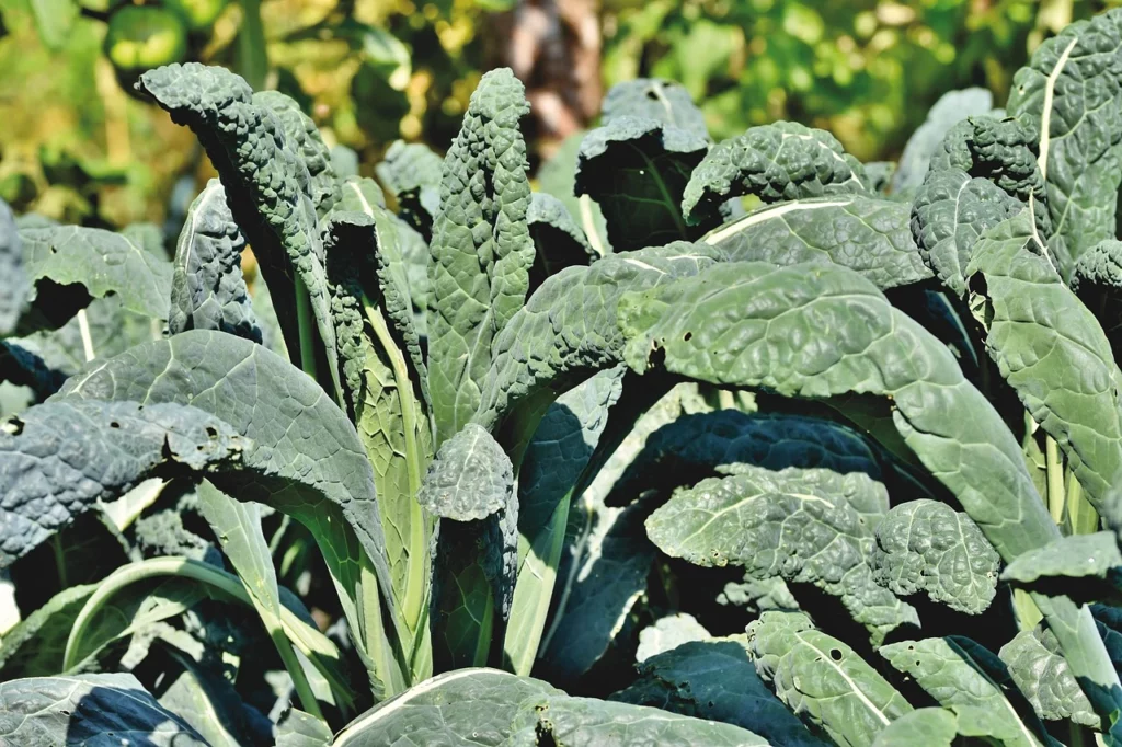 How To Sow, Plant & Harvest Kale