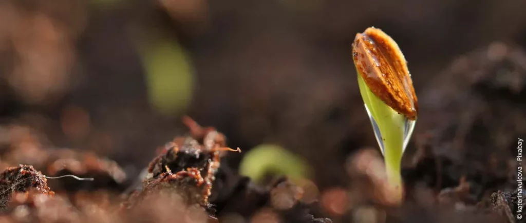 Pre-soak Seeds In Chamomile Tea: Tips For Faster Germination