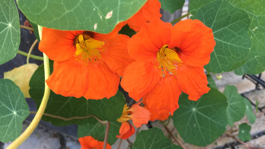 Why You Should Grow Nasturtium In The Garden