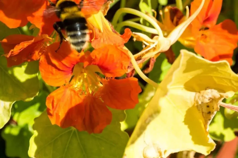 Nasturtium Gets Yellow Leaves: This Helps
