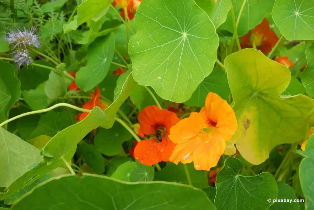 Nasturtium Gets Yellow Leaves: This Helps