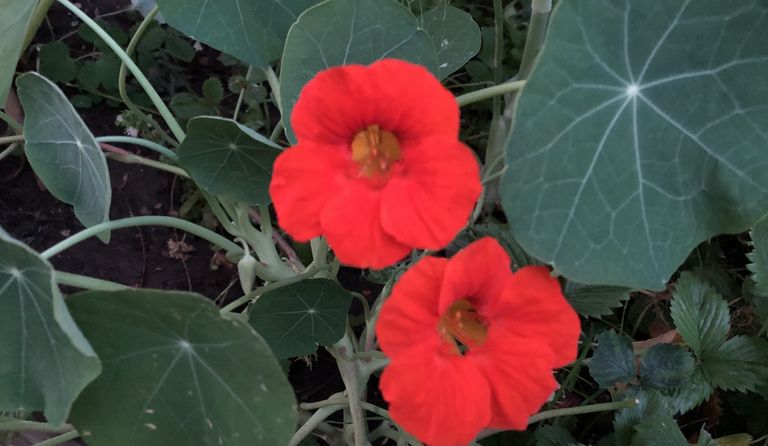 Why You Should Grow Nasturtium In The Garden