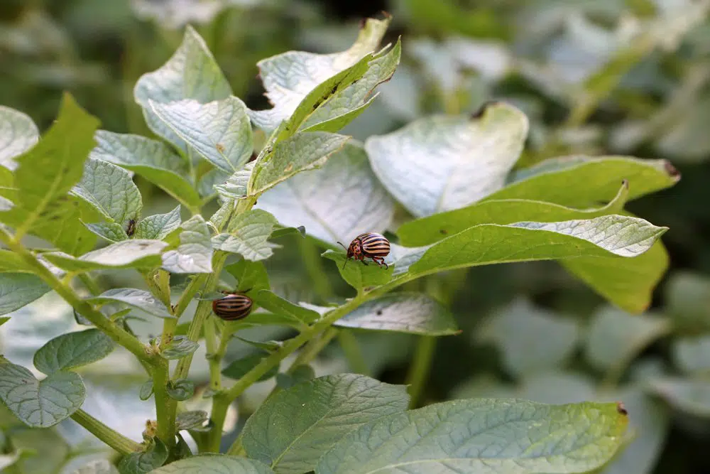 Control Potato Beetle - Get Rid Of Pests On Potatoes