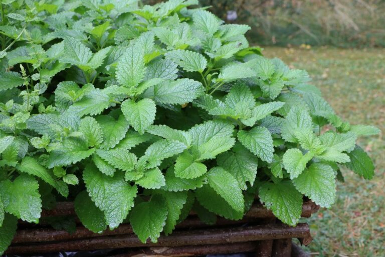 Dry Lemon Balm And Get A Lot Of Flavor
