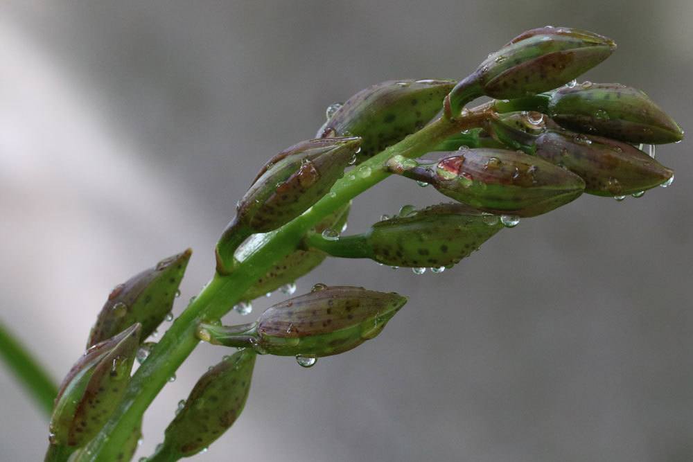 Buds On Orchids Dry Up And Fall Off - What To Do?