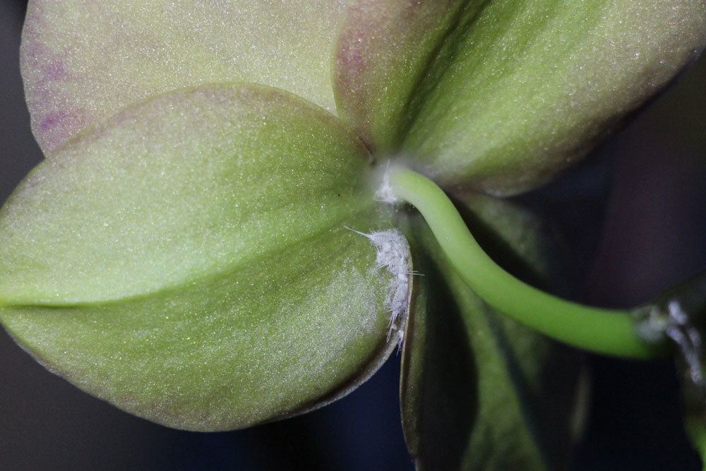 Buds On Orchids Dry Up And Fall Off - What To Do?