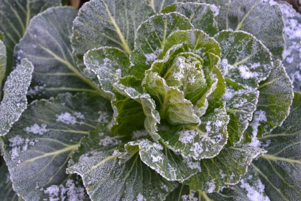 Growing Vegetables In Winter: How To Do It