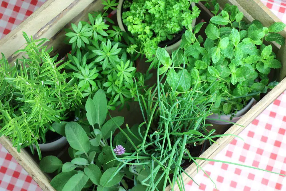 Planting Herbs: When Is The Ideal Time To Plant?