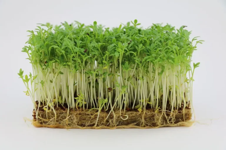 Grow Cress On Absorbent Cotton – How To Grow Cress Easily Without Soil