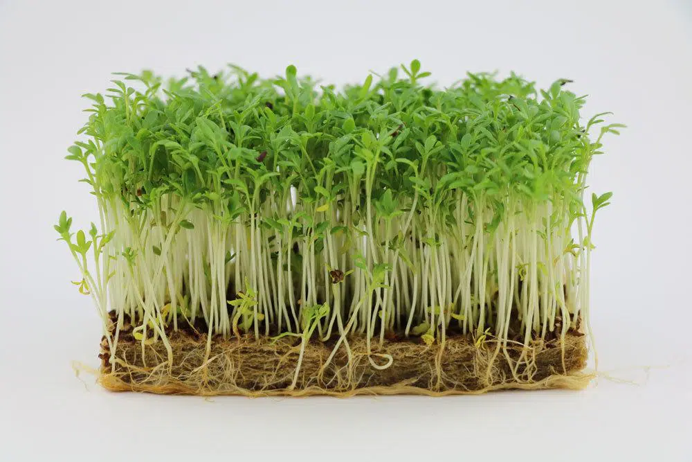 Grow Cress On Absorbent Cotton - How To Grow Cress Easily Without Soil