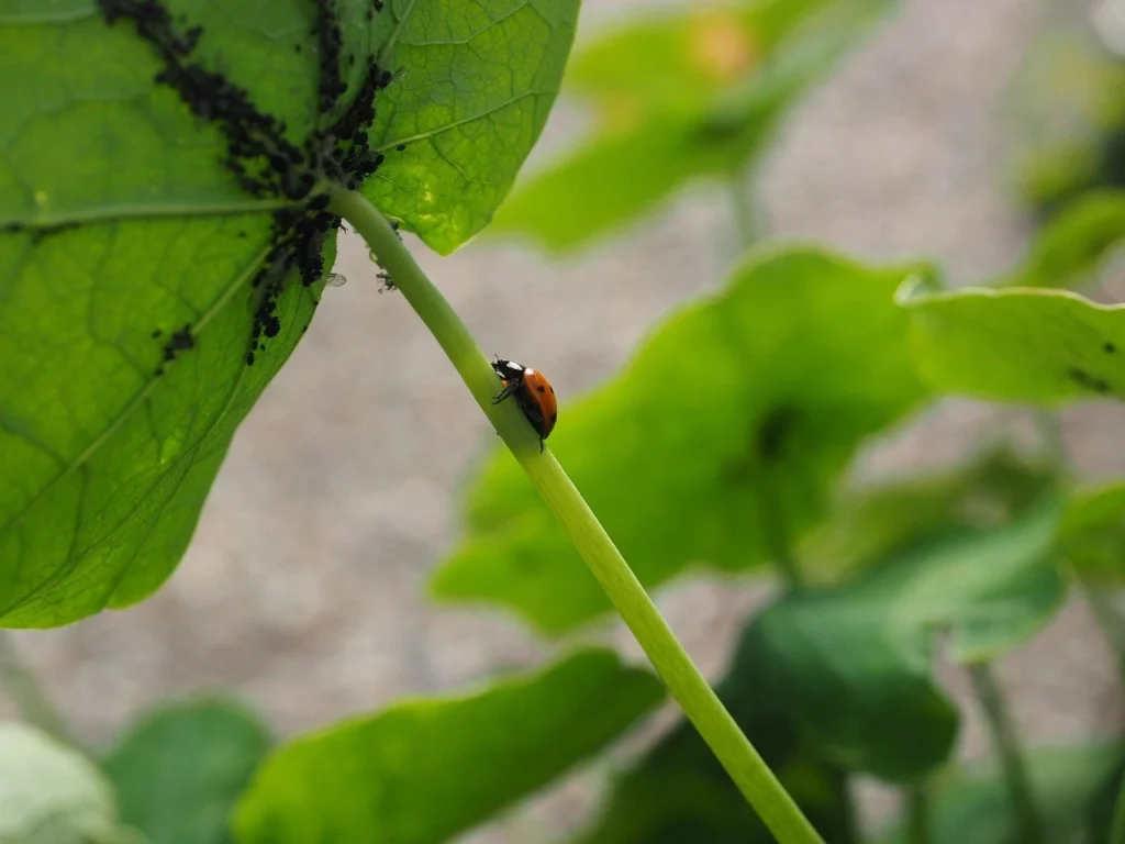 Planting Beans: Sowing, Care & Harvest