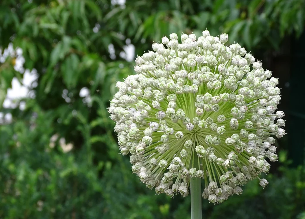 Planting, Caring For And Harvesting Leeks