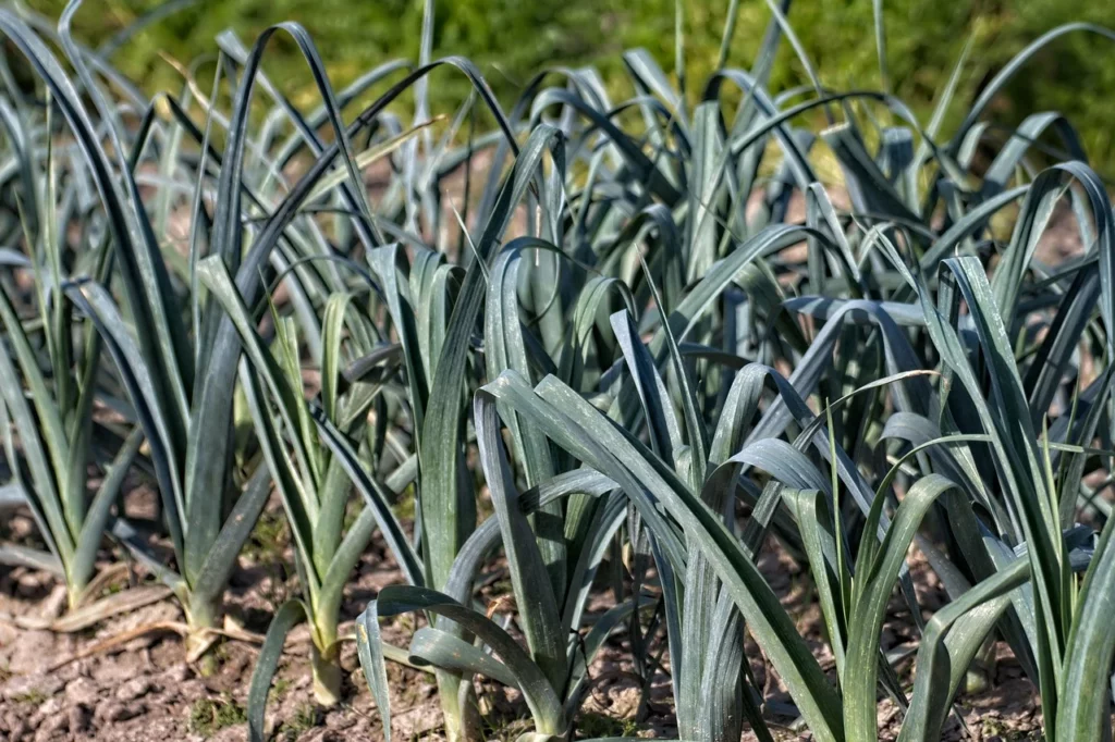 Planting, Caring For And Harvesting Leeks