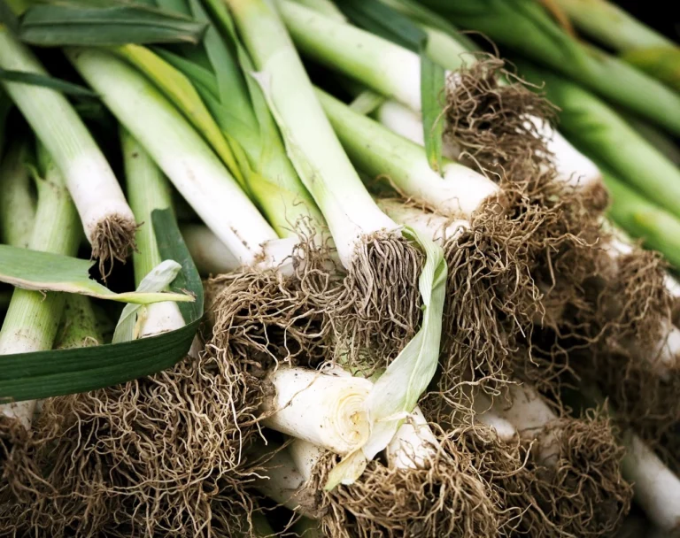 Planting, Caring For And Harvesting Leeks