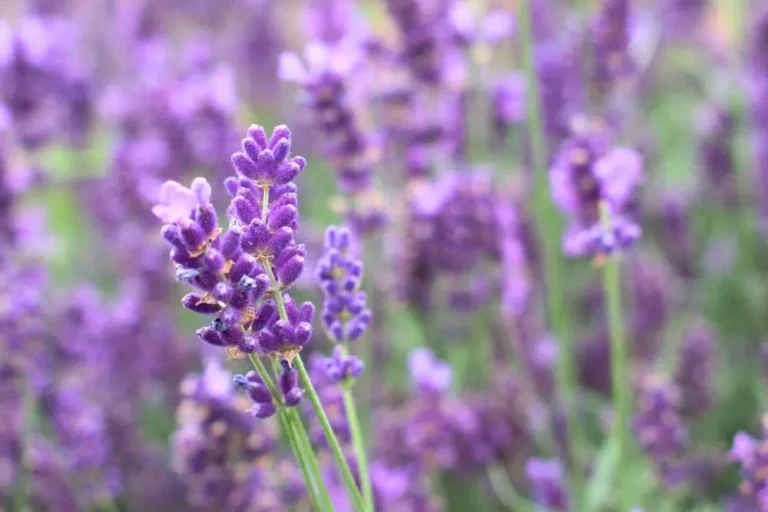 Where Is The Ideal Location For Lavender In The Garden, Balcony And Kitchen?