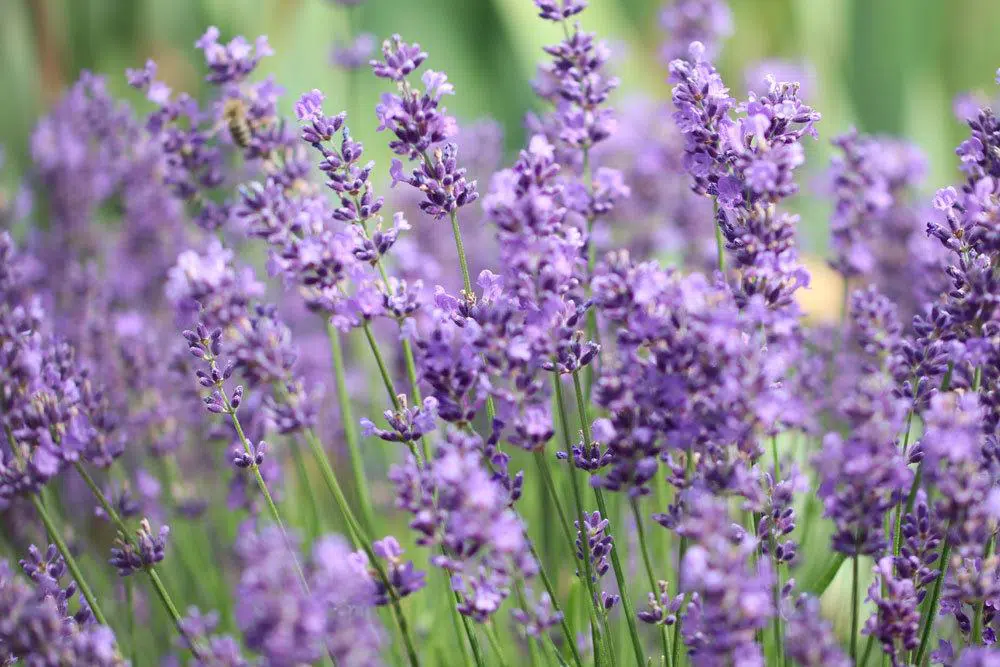 How Do You Transplant Lavender Successfully?