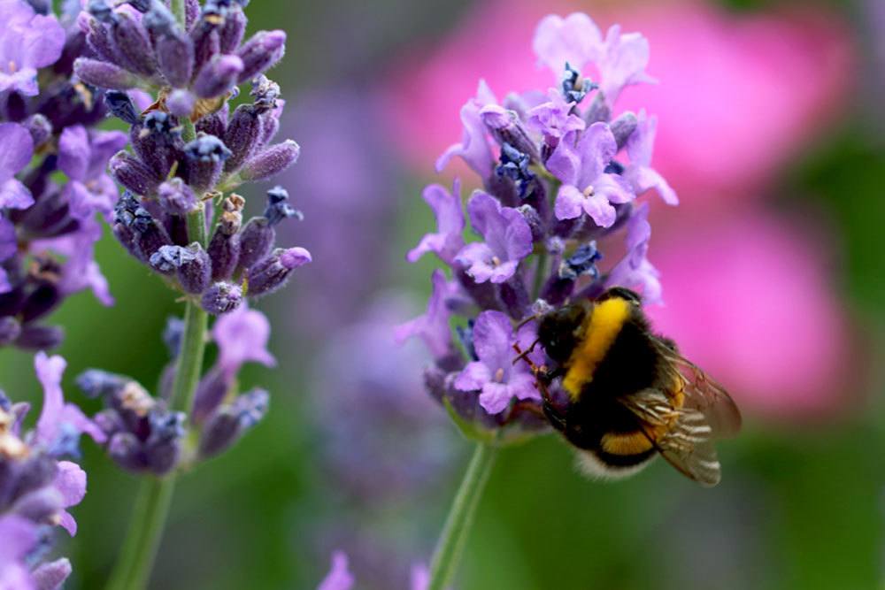 Lavender Suddenly Dies: What To Do?