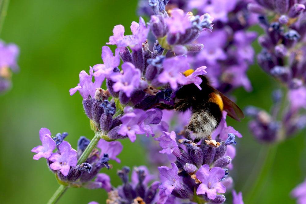 Where Is The Ideal Location For Lavender In The Garden, Balcony And Kitchen?