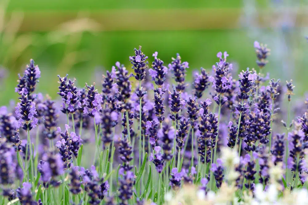 Sowing Lavender: Sowing, Cultivation And Pricking Out