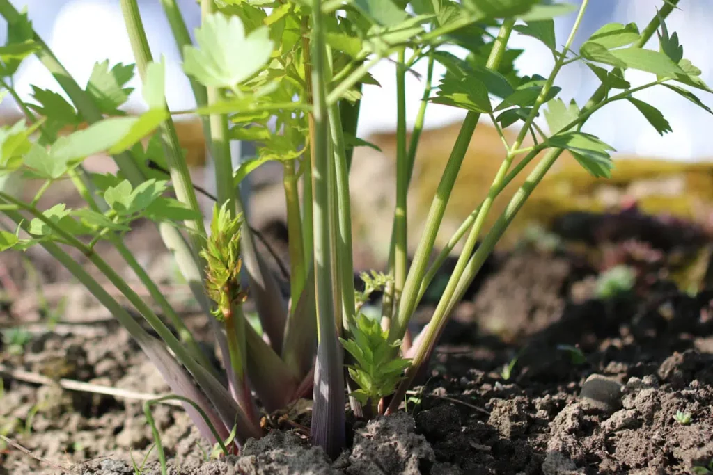 Planting Lovage In A Pot: This Is How It Works