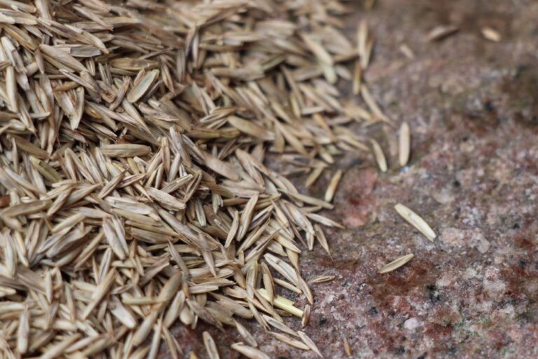 What Is The Shelf Life Of Grass Seed?
