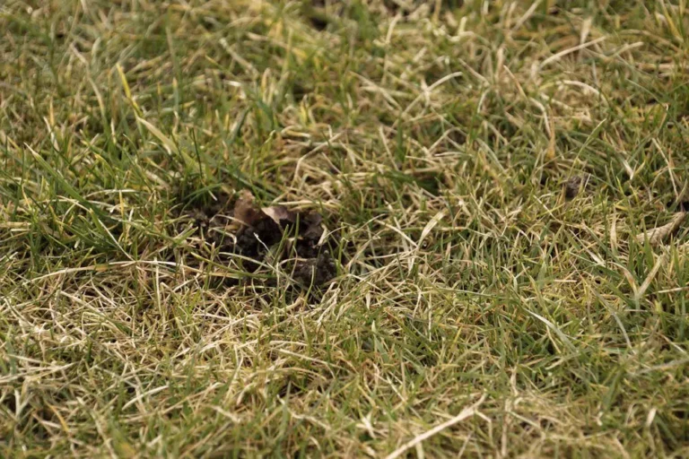 Lawn Is Burned And Dried Up – What To Do?