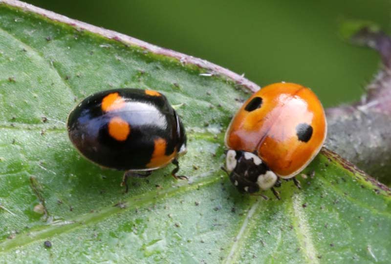How Are Ladybugs Helpful To Humans