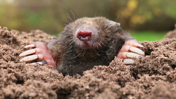 Why Are Moles Good For The Garden?