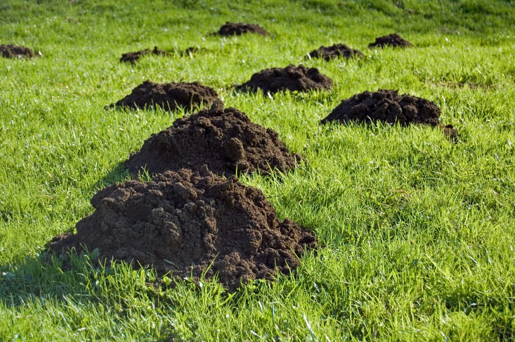 Drive Away Moles: What Really Helps
