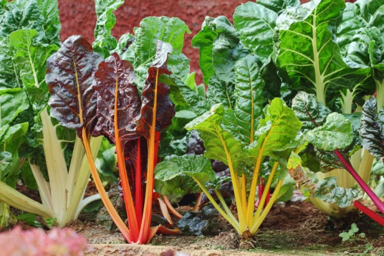 How To Plant, Harvest & Prepare Chard